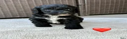 Cockapoo dogs for sale: Gorgeous F1 Cockapoo Puppies 🩷 in Llandinam - Advert 13