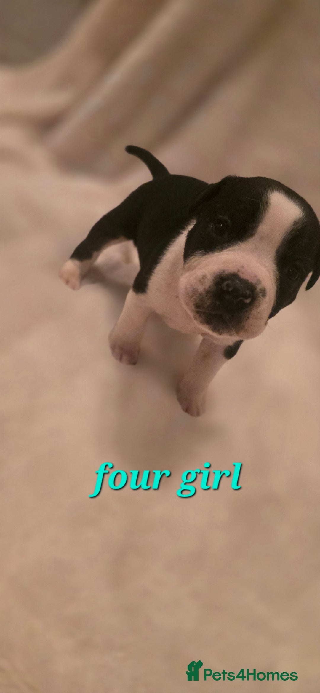 Mixed Breed dogs for sale: Olde english × staffie pups  - Advert 14