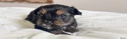 Yorkshire Terrier dogs for sale: Chocolate, Biewer & Black & Tan Yorkshire Terriers - Advert 11