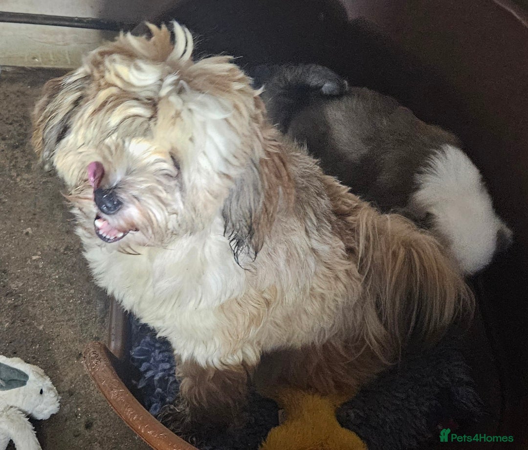 Tibetan Terrier dogs for sale: STUNNING TIBETAN TERRIER GIRL - Advert 6