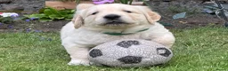 Golden Retriever dogs for sale: Gorgeous Chunky Golden Retriever Puppies - Advert 11