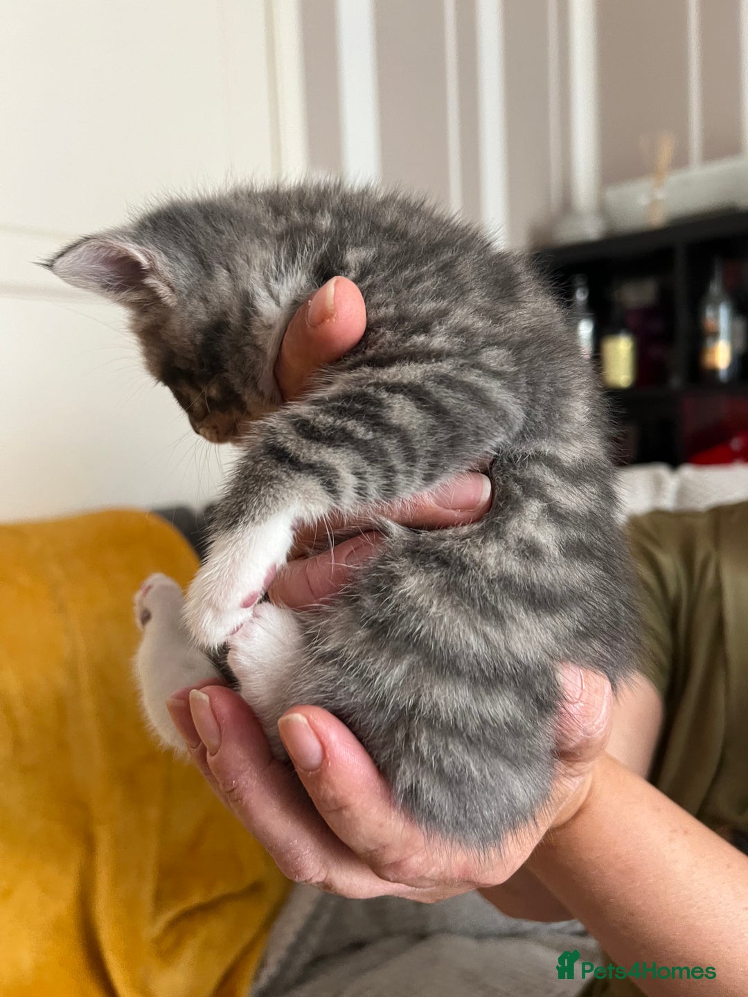 Mixed Breed cats for sale: Only 2 kittens 🐈‍⬛ left. - Image 2