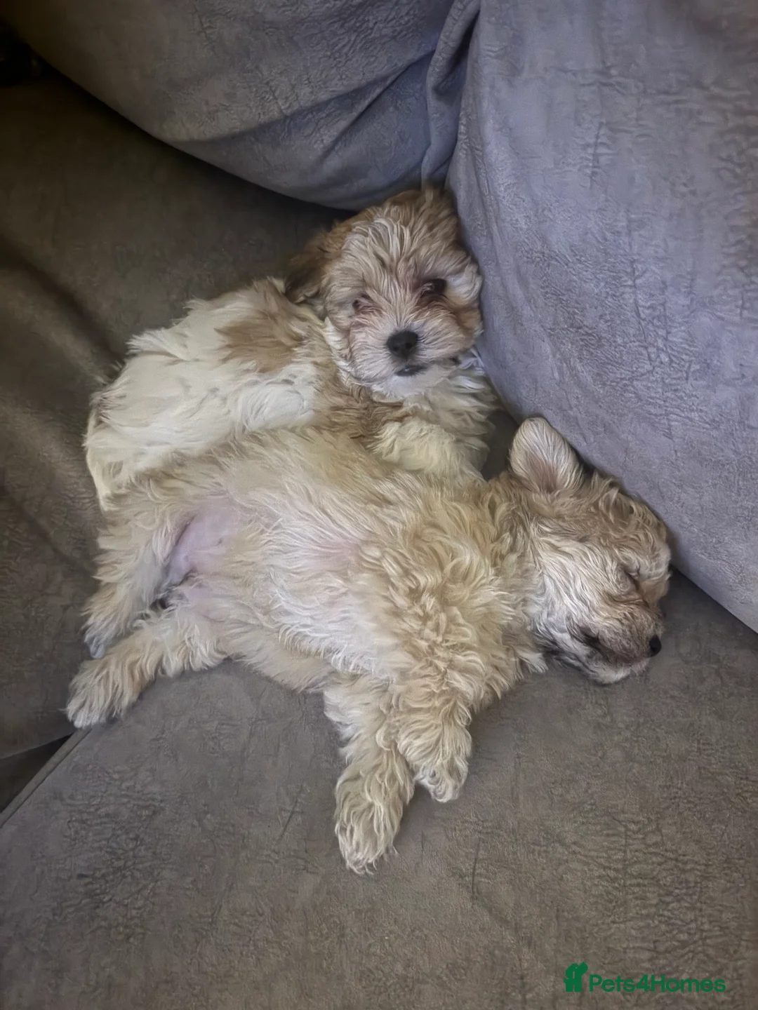 Lhasa Apso dogs for sale: READY NOW 2 beautiful lhatese boy pups  - Advert 9