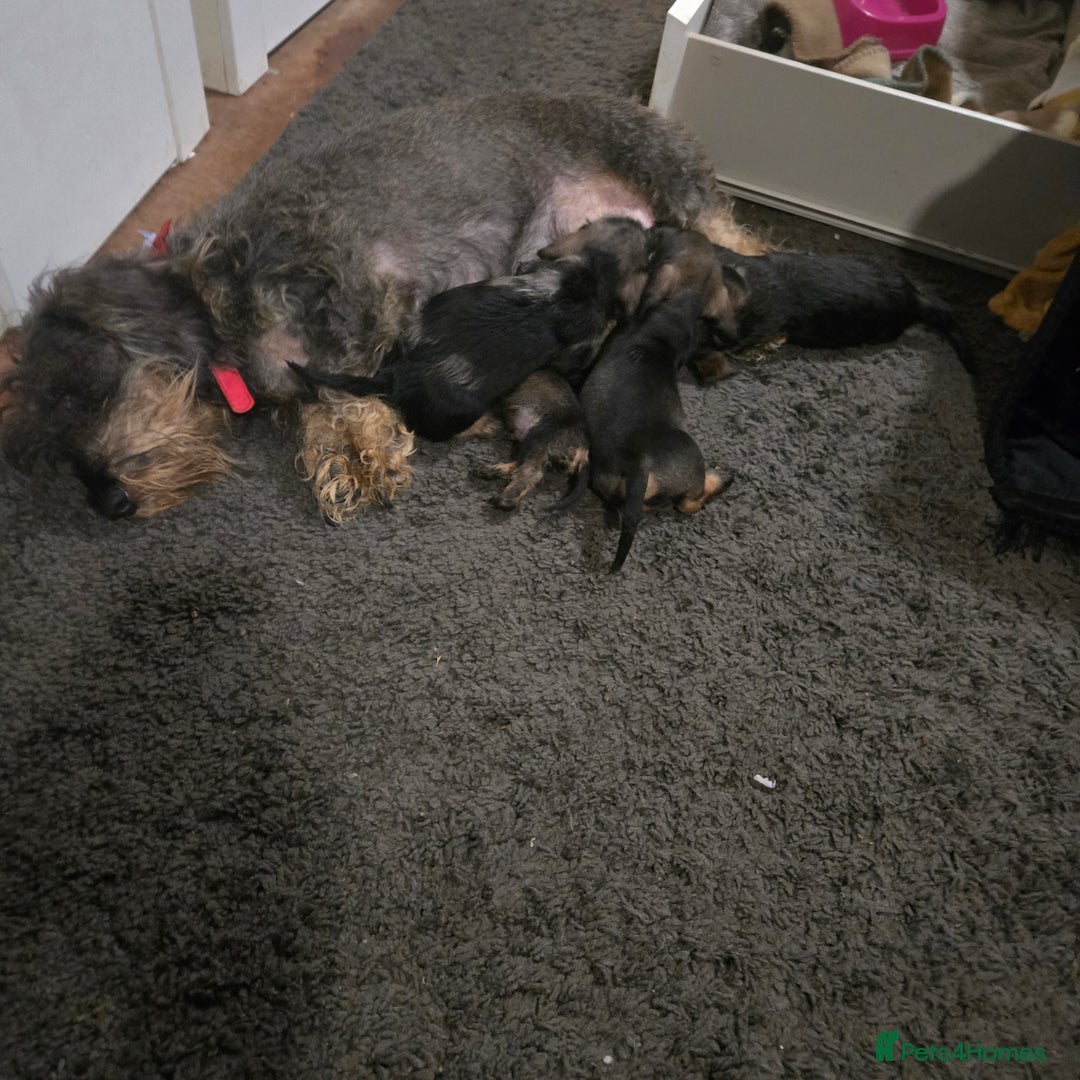 Dachshund dogs for sale: 2 male puppies ready for their forever homes. - Advert 6