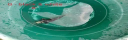 Koi Carp fish for sale: Koi carp and other pond fish  - Advert 6