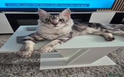 Maine Coon cats for sale: Beautiful silver tabby  - Image 3