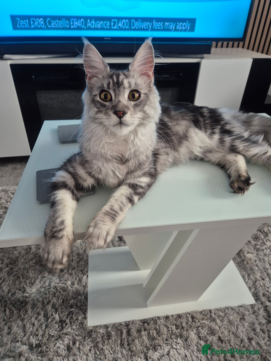 Maine Coon cats for sale: Beautiful silver tabby  - Image 3