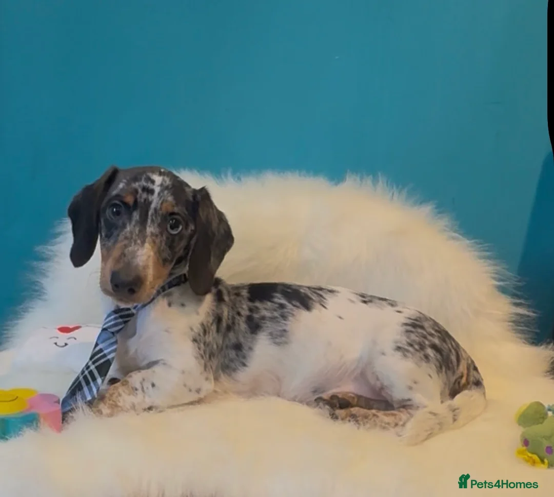 Miniature Dachshund dogs for sale: Registered miniature dachshund - Advert 4