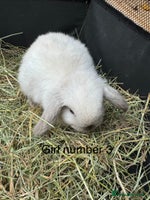 Mini Lop rabbits - Advert 2