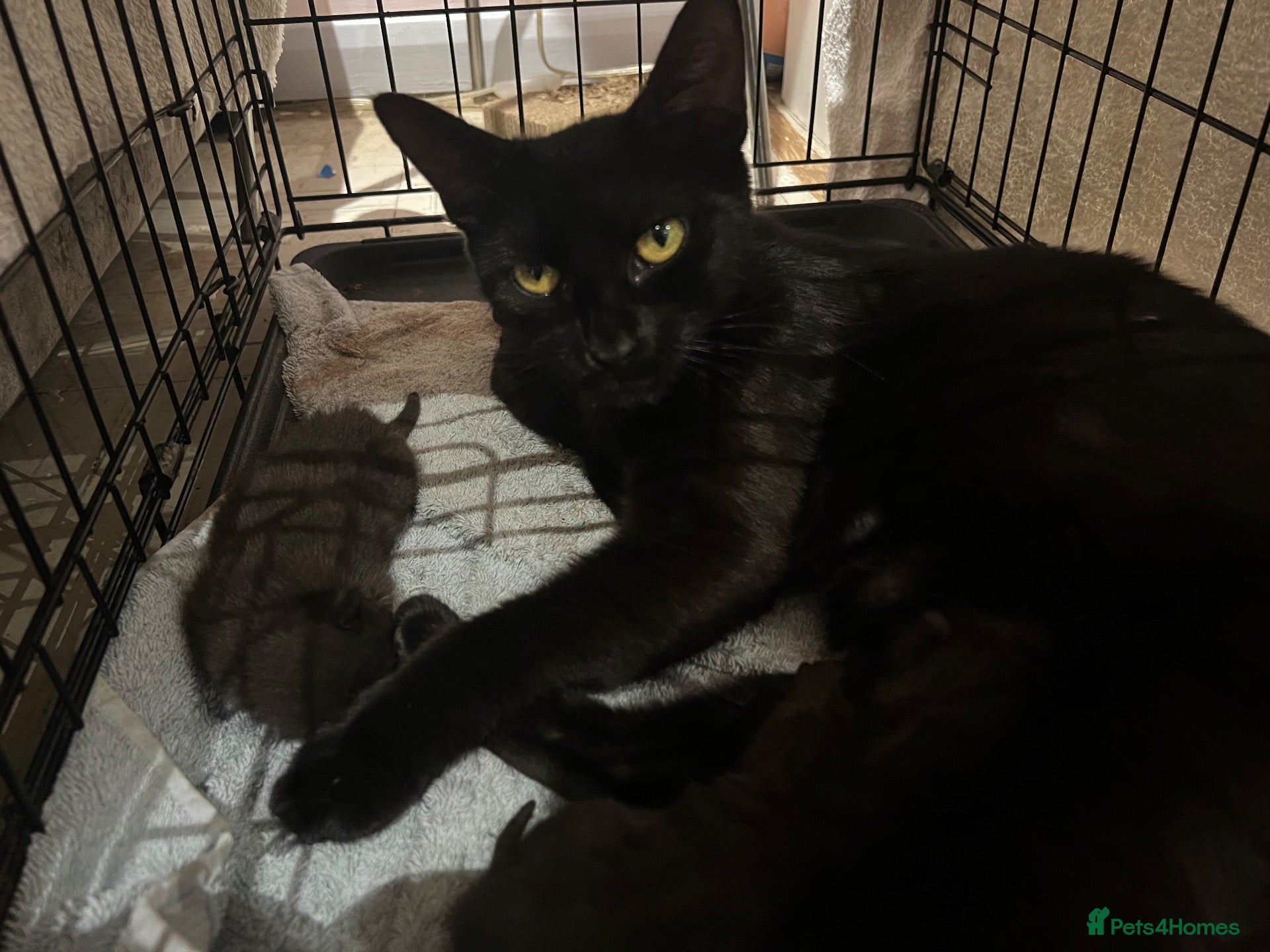 Mixed Breed cats Adorable kittens for sale  - Advert 1