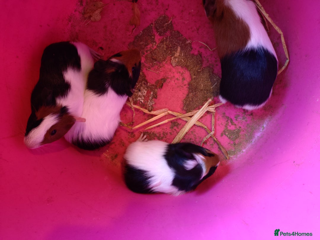 Guinea Pig rodents for sale: Baby males and females guinea pigs  - Image 7