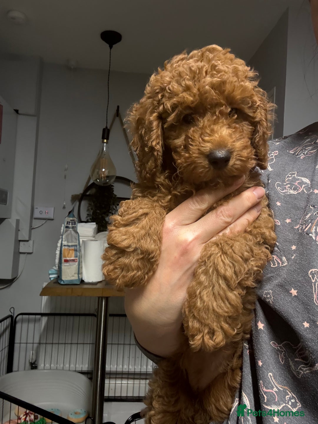 Miniature Poodle dogs for sale: Puppy  - Advert 7