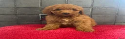 Miniature Poodle dogs for sale: Stunning miniature poodle  in Rochdale - Advert 1