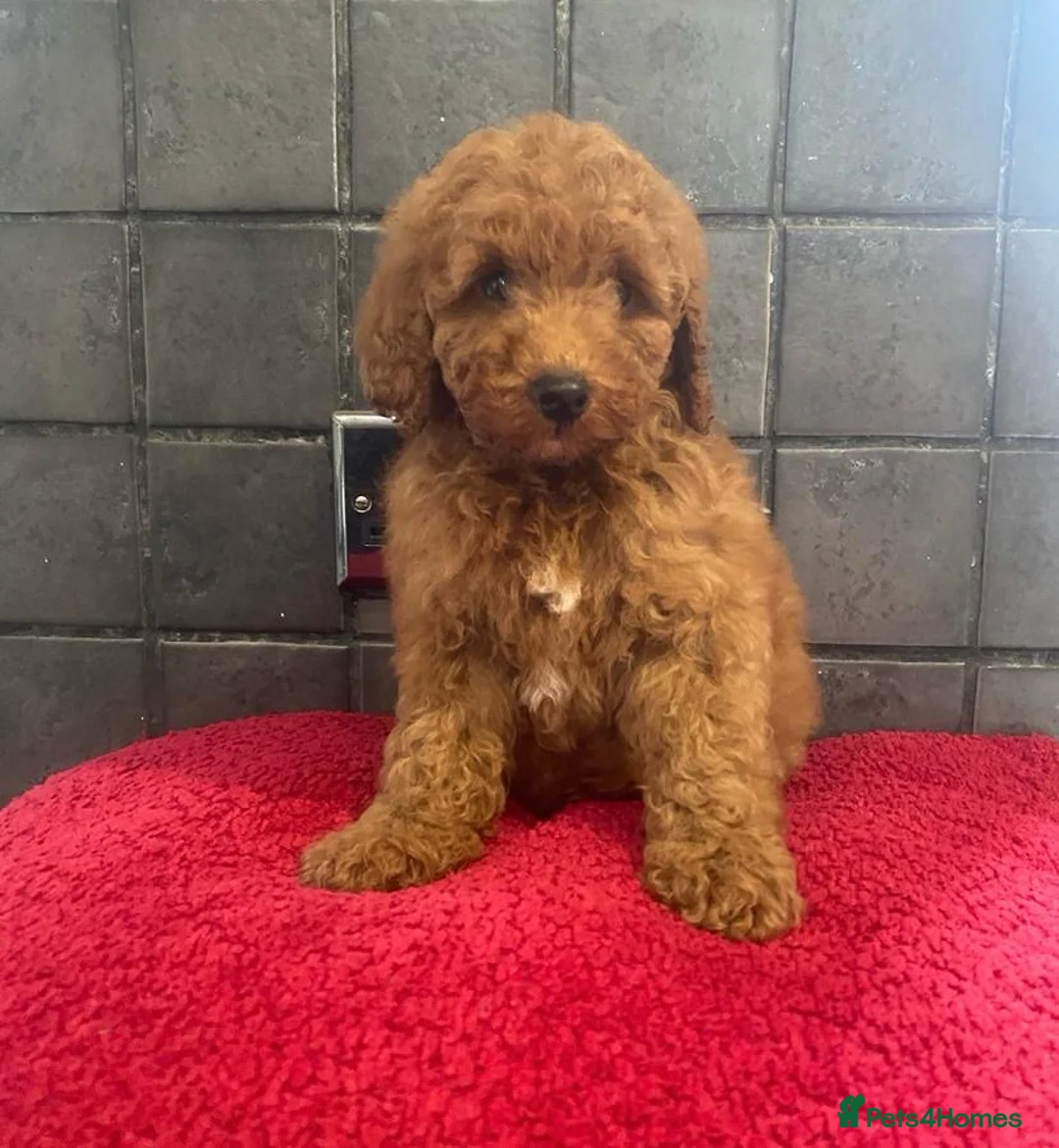 Miniature Poodle dogs for sale: Stunning miniature poodle  in Rochdale - Advert 1