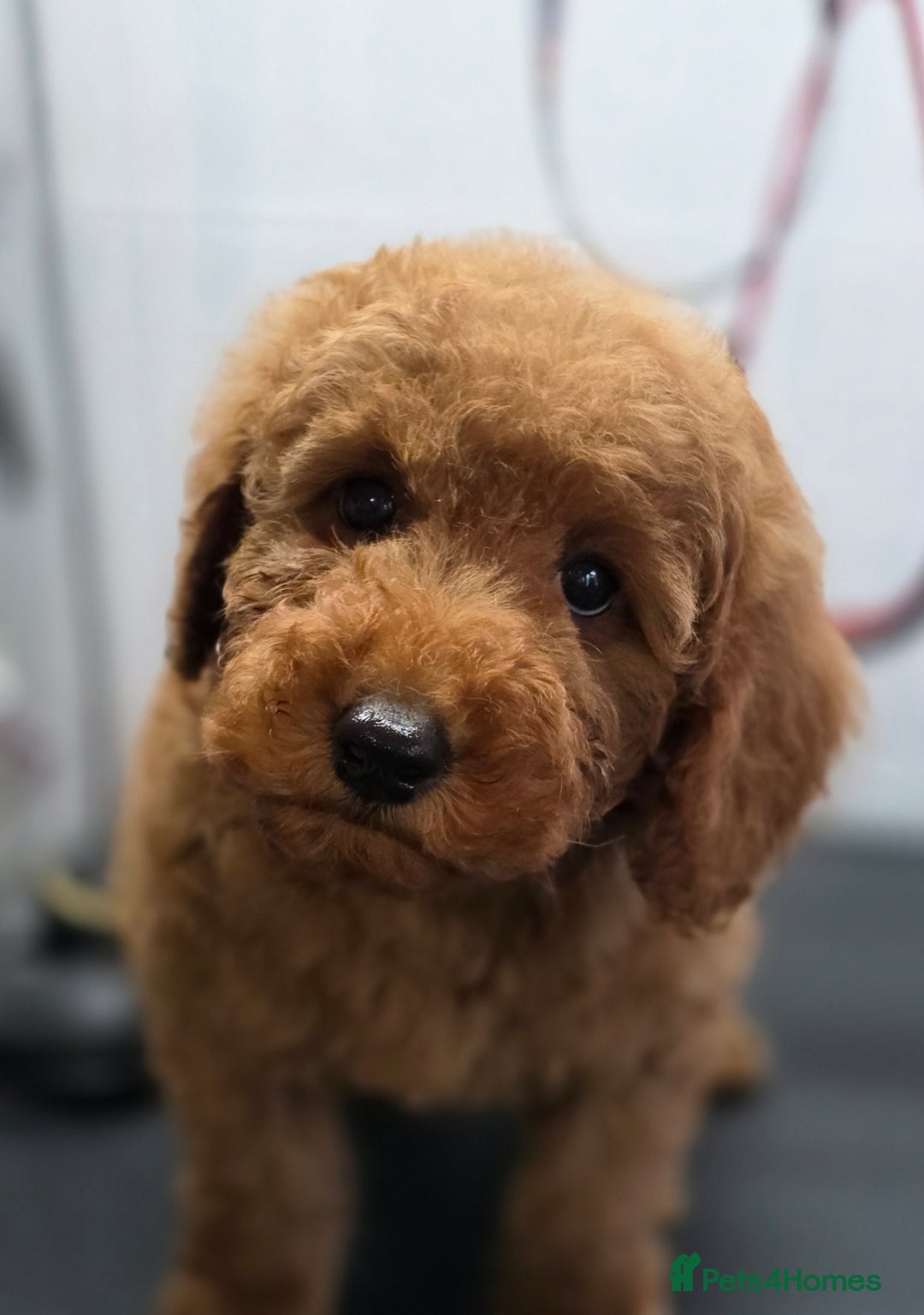 Miniature Poodle dogs for sale: MINIATURE POODLE PUPPIES - Image 8