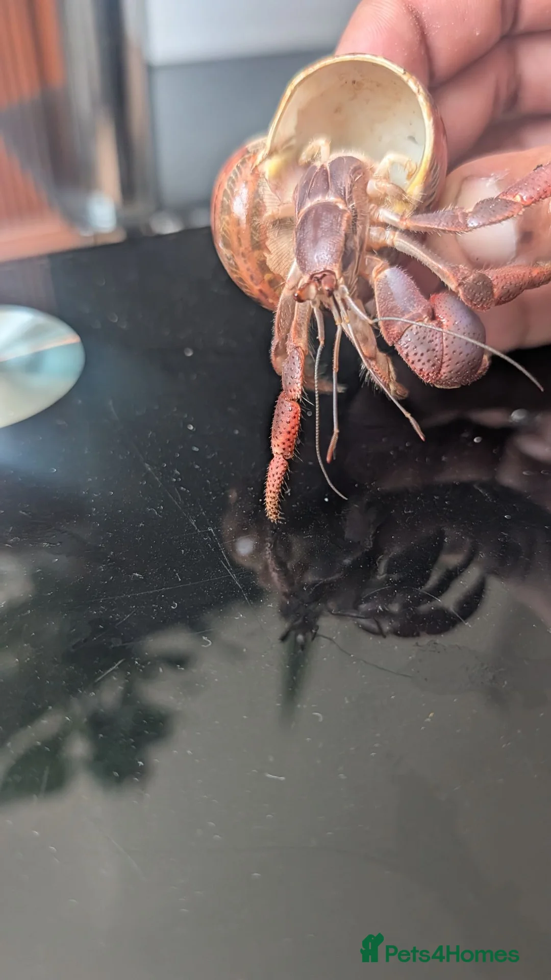 Crabs invertebrates for sale: Land Hermit crab  in Grantham - Advert 6