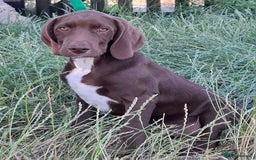 Mixed Breed dogs for sale: Weimaraner/Springer Spaniel boys for sale - Image 1