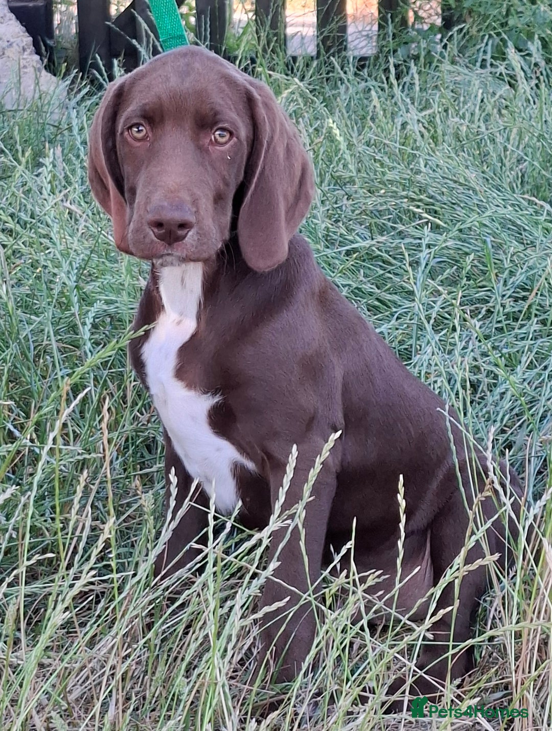 Mixed Breed dogs for sale: Weimaraner/Springer Spaniel boys for sale - Image 1