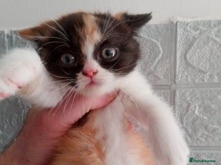 British Shorthair cats Beautiful exotic British Shorthair - Advert 23