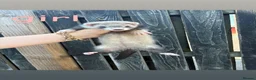 Ferret rodents for sale: Ferret kits - Advert 6
