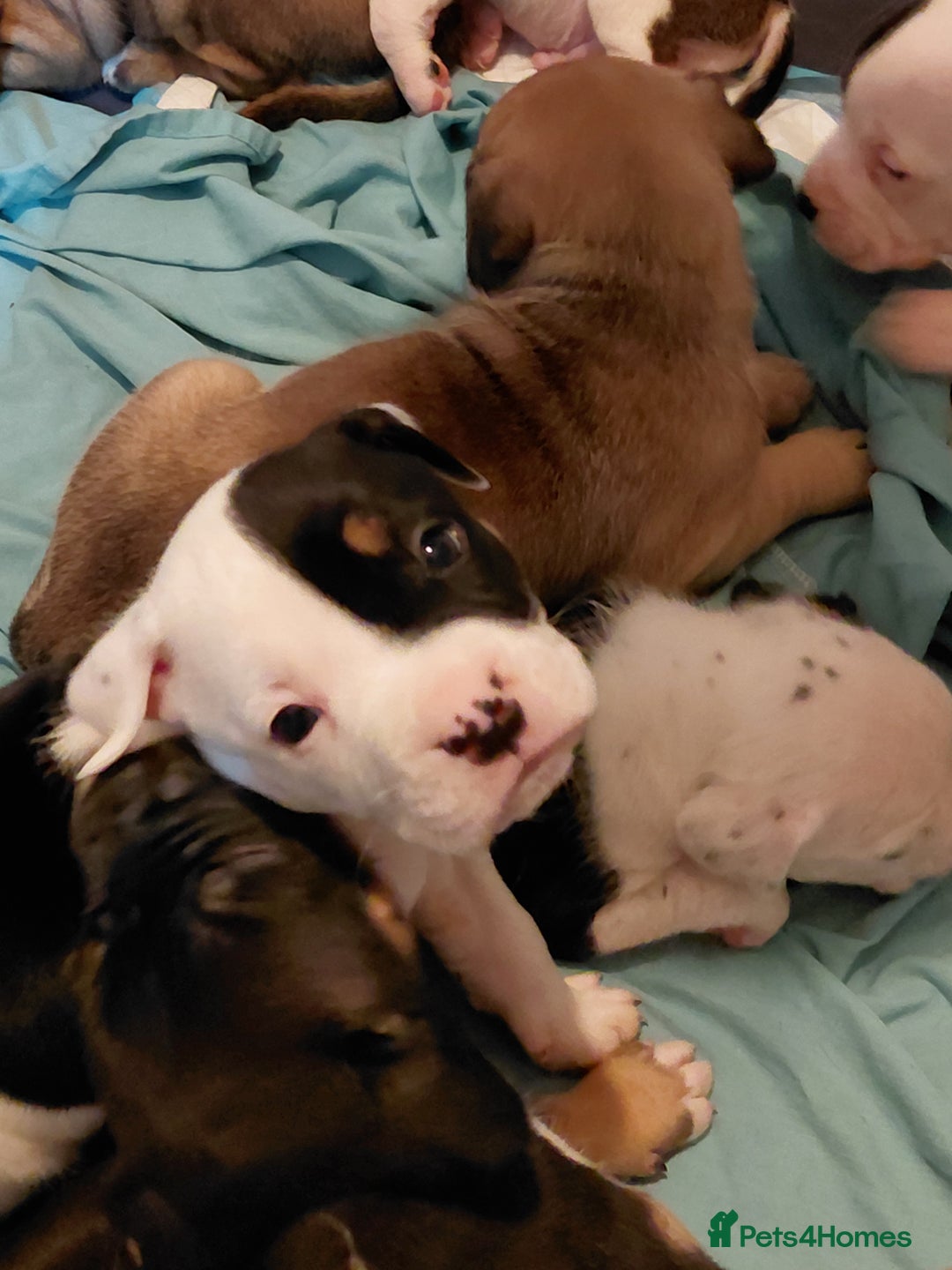 Mixed Breed dogs for sale: Boxer x pups - Advert 3