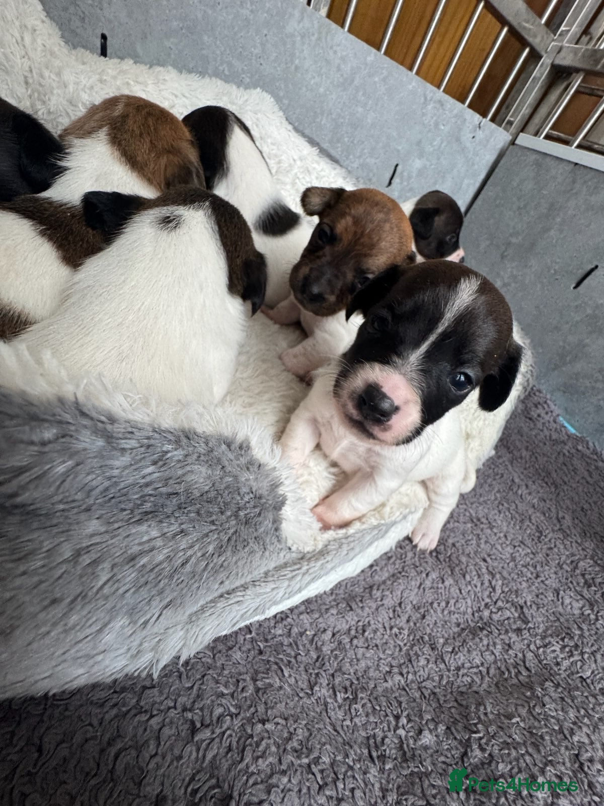 Jack Russell dogs Stunning short legged Jack Russells - Advert 16