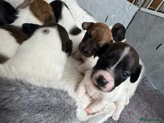 Jack Russell dogs Stunning short legged Jack Russells - Advert 16