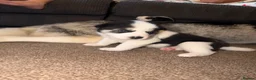 Huskita dogs for sale: Beautiful Huskey pups 3/4 still available  - Advert 8