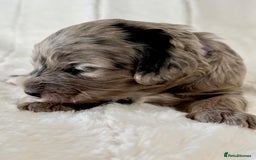 Cockapoo dogs for sale: F1b Miniature Cockapoo Pups Fully Health Tested - Advert 6