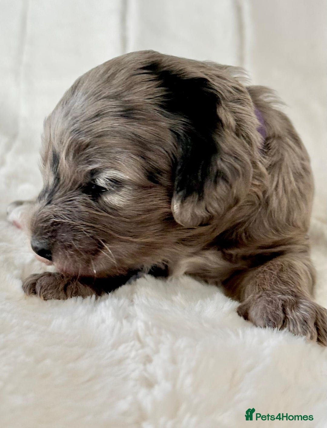 Cockapoo dogs for sale: F1b Miniature Cockapoo Pups Fully Health Tested - Advert 6