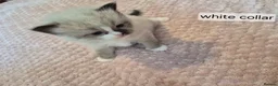 Ragdoll cats for sale: 3 beautiful fluffy ragdoll kittens - Advert 30
