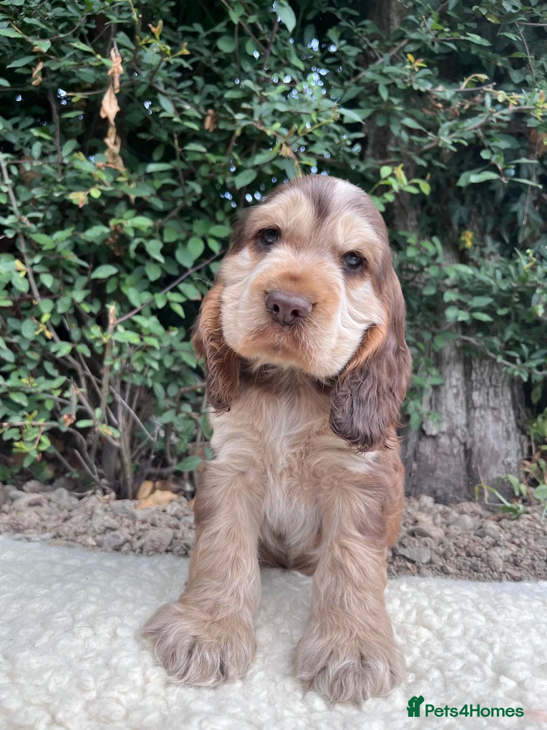 Cocker Spaniel dogs for sale: Outstanding health tested KC show cocker puppies - Advert 2