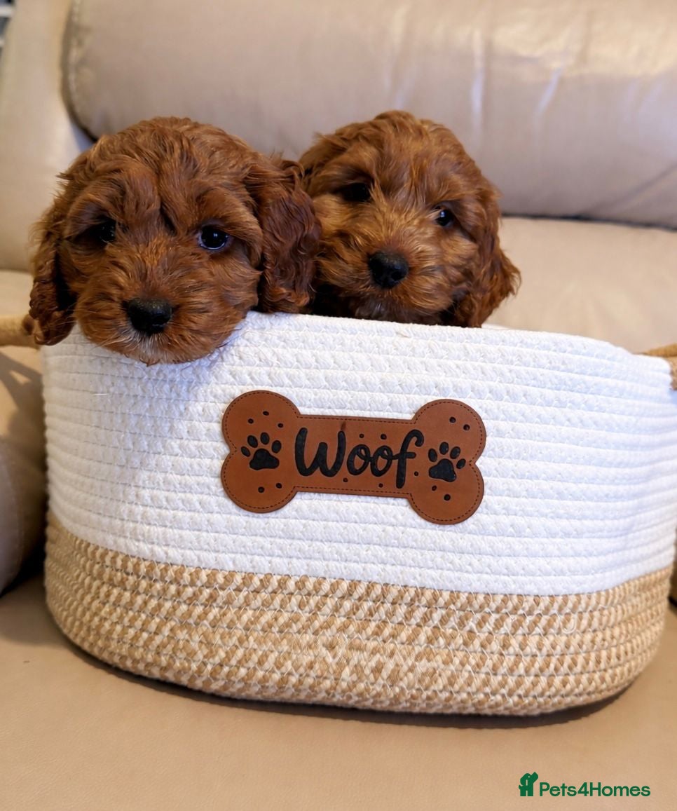 Cockapoo dogs Ready Now Stunning Fox Red Cockapoo  - Advert 3