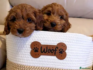 Cockapoo dogs Ready Now Stunning Fox Red Cockapoo - Advert 3