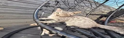 Savannah cats for sale: F4 Silver Savannah - Advert 5