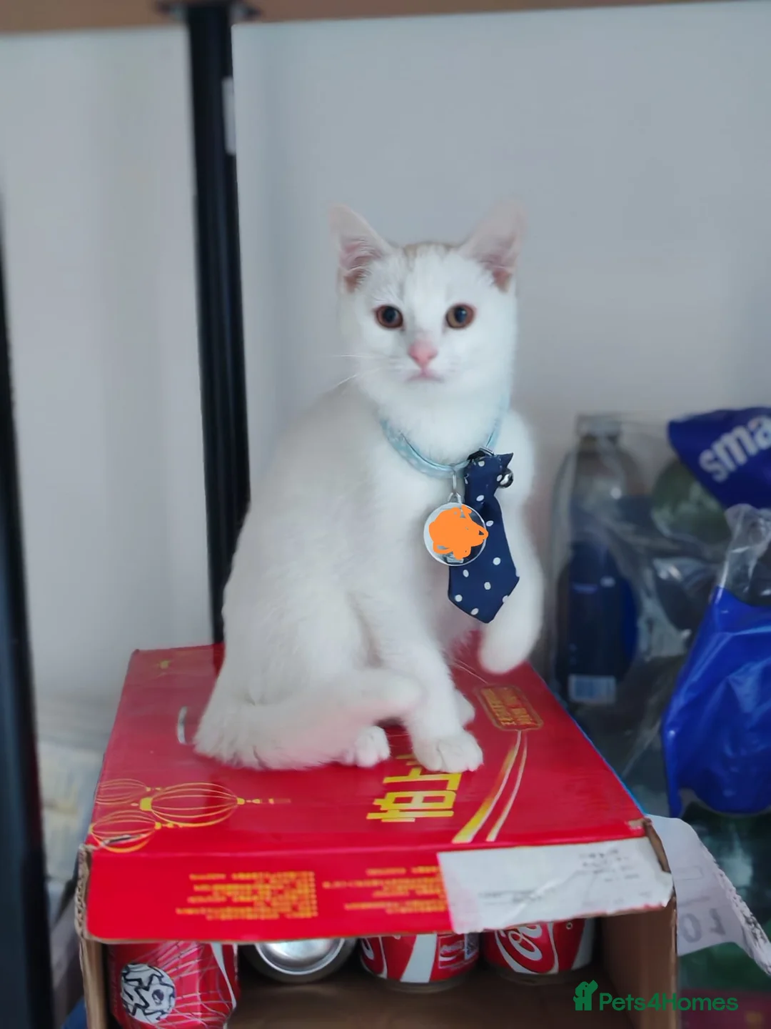 British Shorthair cats for sale: sweet kittens 14 weeks old  - Advert 1