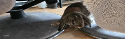 French Lop rabbits for sale: French lop rabbit  in Plymouth - Advert 7