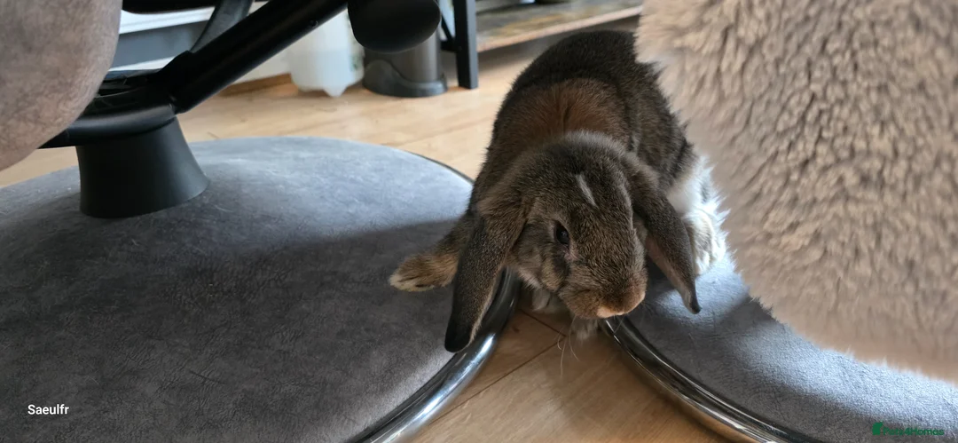 French Lop rabbits for sale: French lop rabbit  in Plymouth - Advert 7