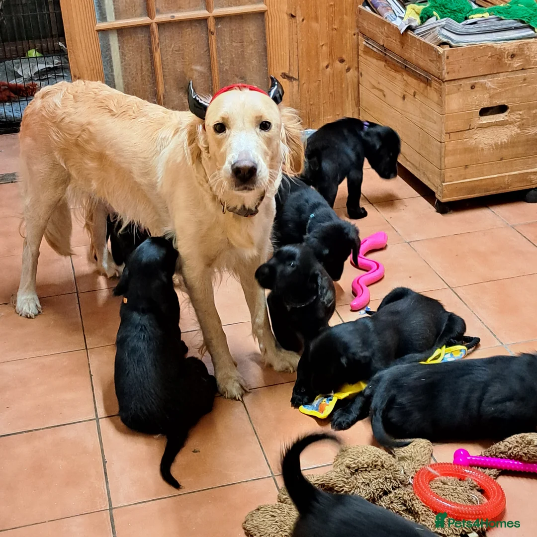 Mixed Breed dogs for sale: Beautiful female puppy - Advert 2