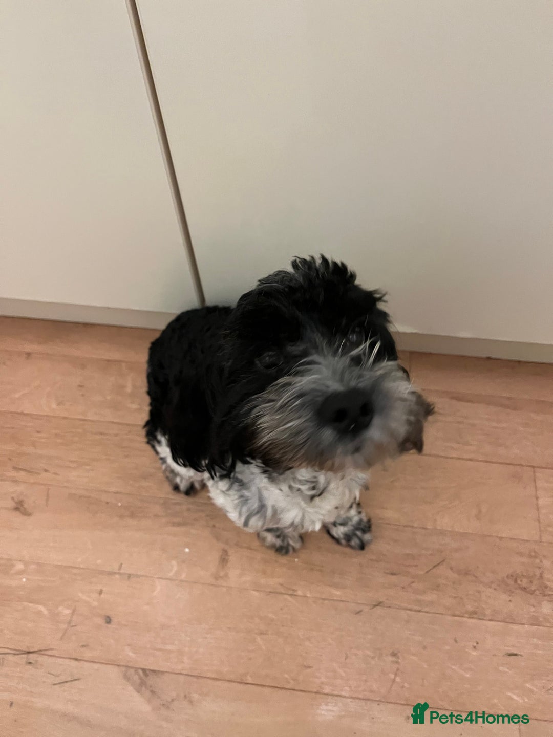 Cockapoo dogs for sale: 2year old cockerpoo boy - Advert 6