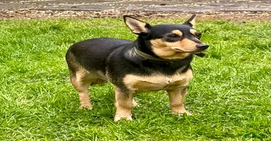 Miniature Pinscher dogs Eliza: The Little Heart That Chose to Live - Advert 9