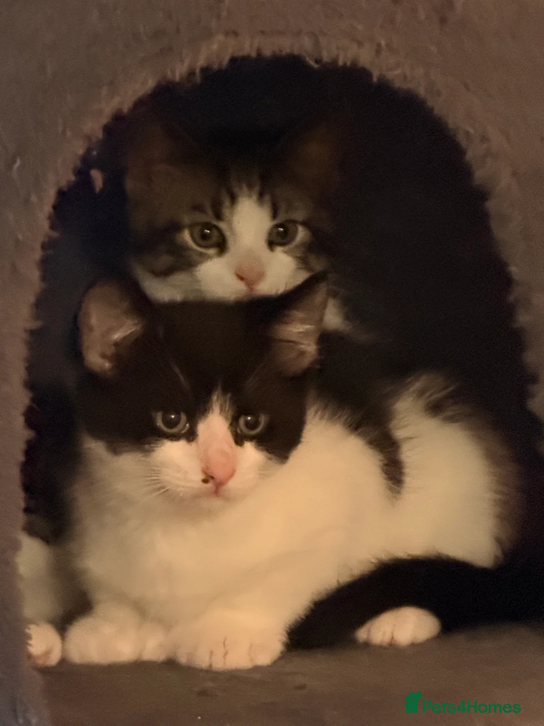 Mixed Breed cats for sale: Male Kittens for Sale-Polydactyl & Tabby  - Advert 17