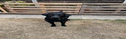 Labrador Retriever dogs for sale: Black KC Registered Male Labrador 11 months Old - Advert 2
