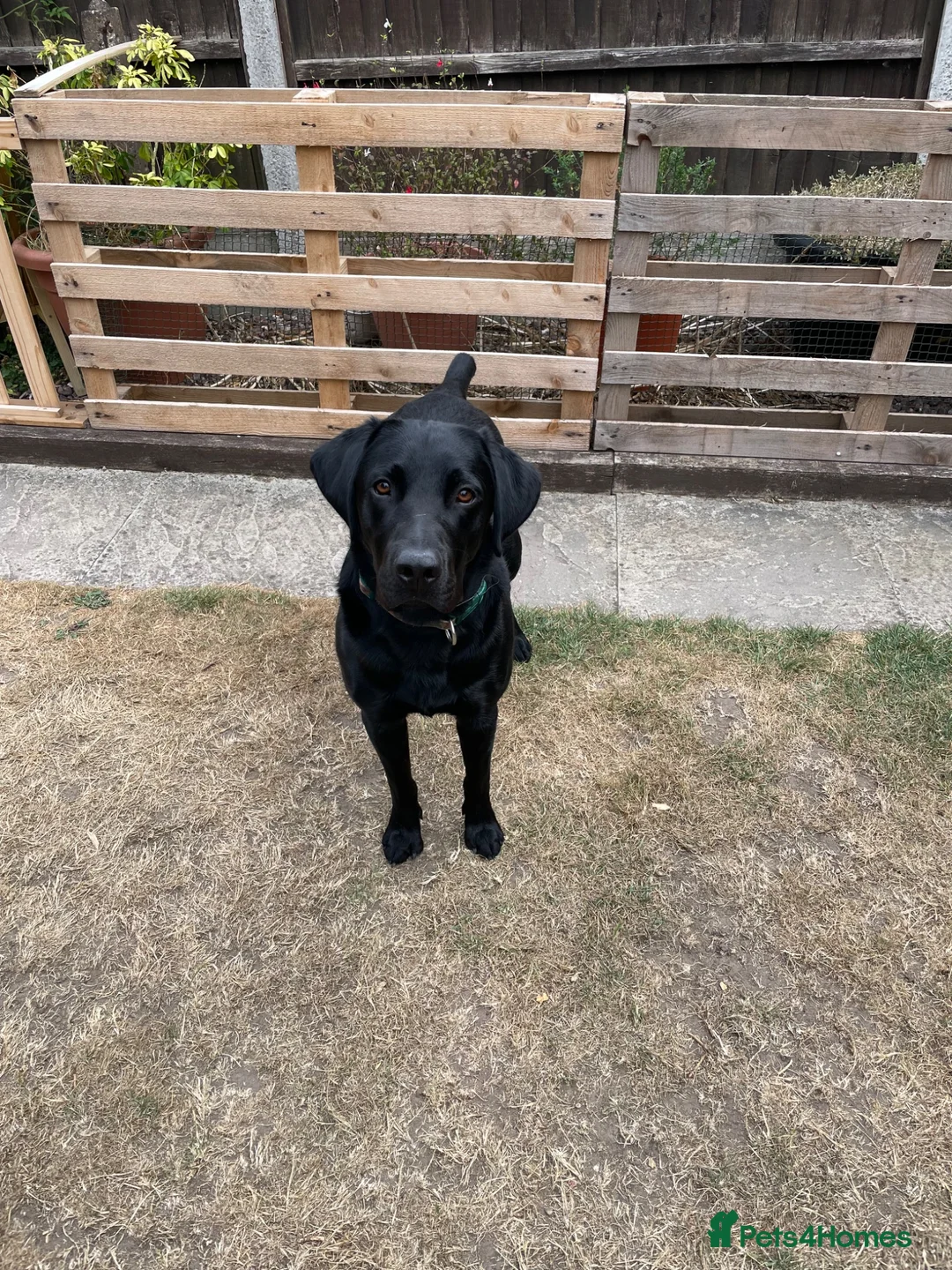 Labrador Retriever dogs for sale: Black KC Registered Male Labrador 11 months Old - Advert 2
