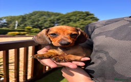 Dachshund dogs for sale: 1 gorgeous boy Available Ready to leave 🐶🏡 in Cullompton - Image 5