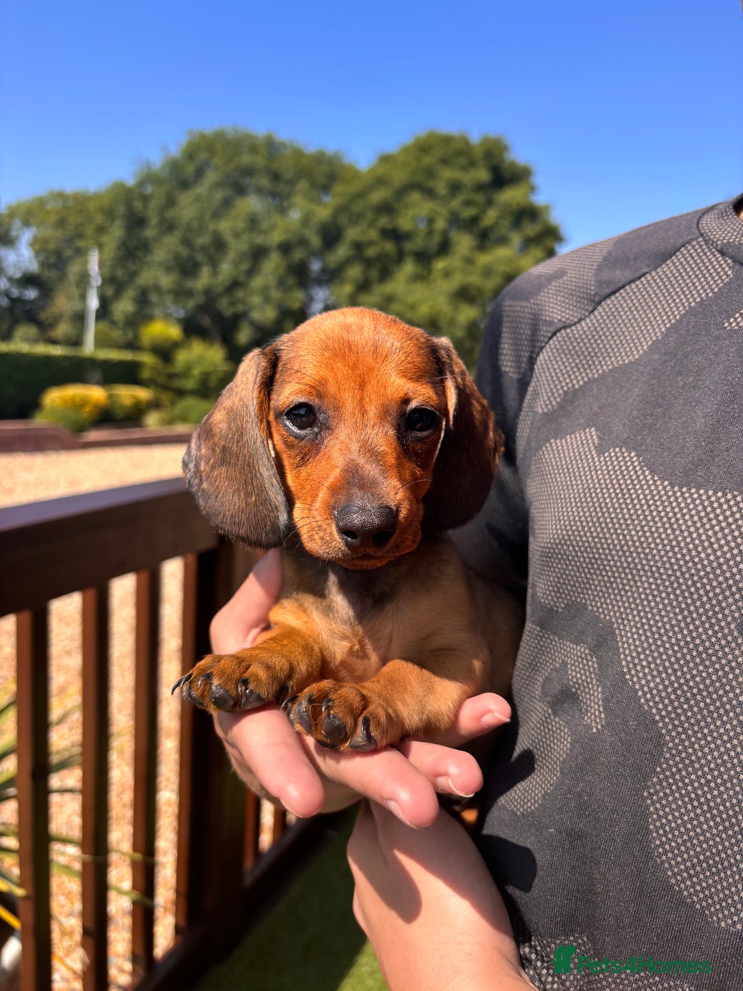 Dachshund dogs for sale: 1 gorgeous boy Available Ready to leave 🐶🏡 in Cullompton - Image 5