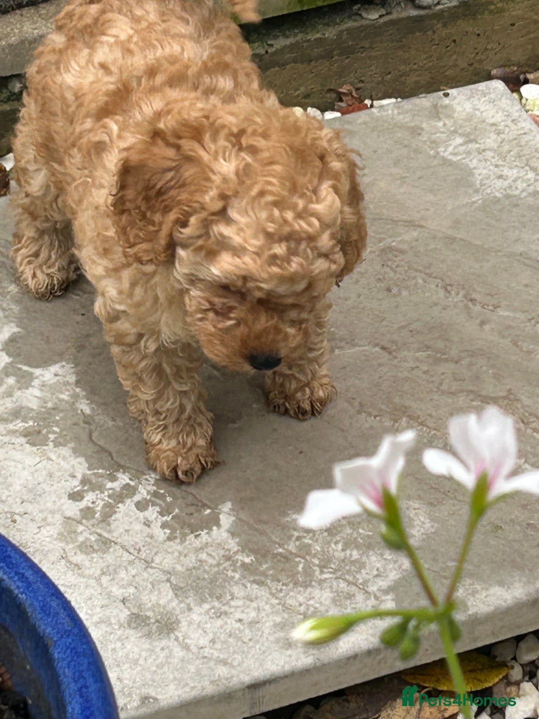 Toy Poodle dogs for sale: Stunning Kc reg stunning toy poodles  - Advert 2