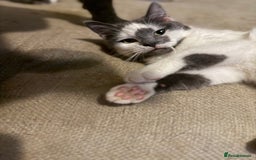 Mixed Breed cats for sale: Female Bengal x and mixed breed male  - Image 2