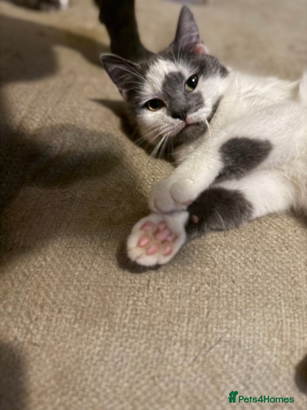 Mixed Breed cats for sale: Female Bengal x and mixed breed male  - Image 2