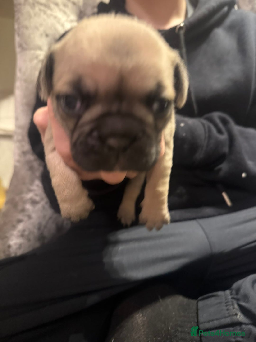 Frug dogs for sale: Frug puppies - Advert 8